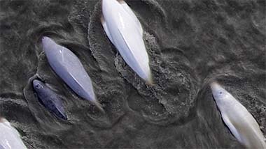 Aerial photo of a pod of five whales coming up for air