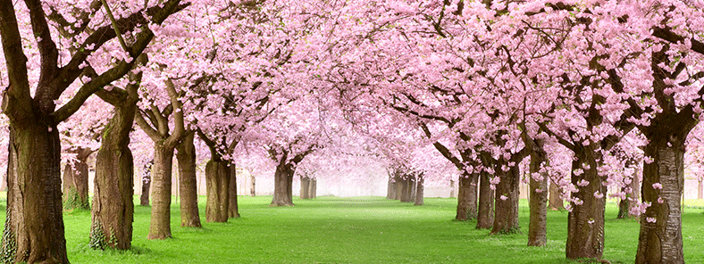 桜並木の風景