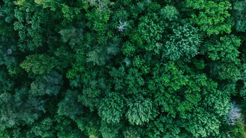 Aerial view of a luscious green forest
