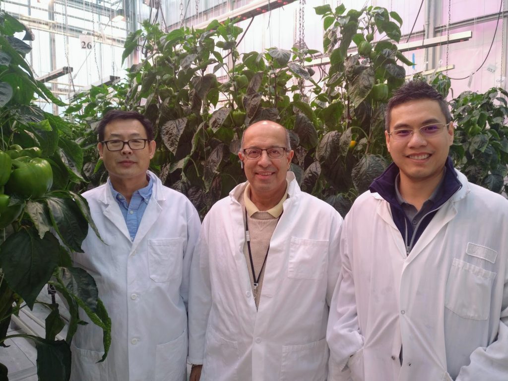 From left: Research scientist Xiuming Hao, greenhouse vegetable specialist Shalin Khosla and Tran at Agriculture and Agri-Food Canada’s Harrow Research and Development Centre in Ontario