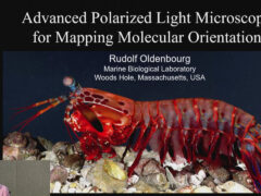 Video: Advanced polarized light microscopy for mapping molecular orientation