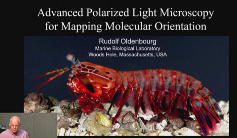 Video: Advanced polarized light microscopy for mapping molecular orientation