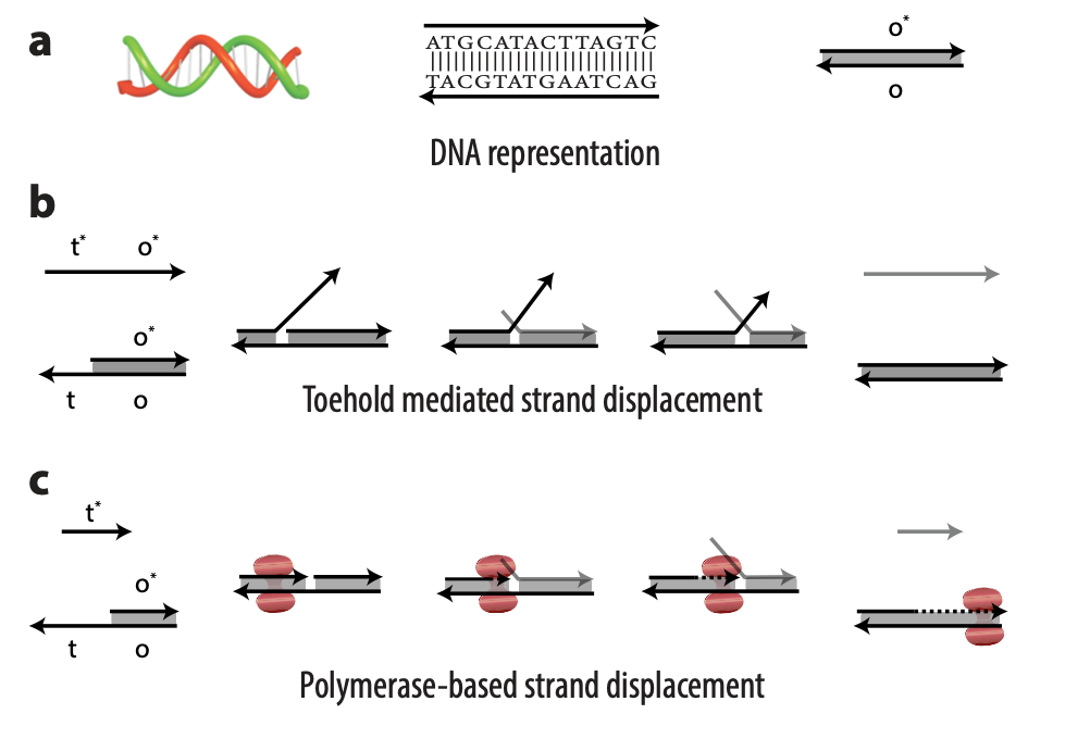 A multipart figure showing (a) three representations of DNA; (b) the process of toehold mediated strand displacement (TMSD); and (c) the process of polymerase-based strand displacement (PSD). The strands of DNA for each process are represented by arrows and labeled with domain names t*, o*, t, and o. Input DNA strands—t* o* in the case of TMSD and t* in the case of PSD—bind with an exposed single-stranded portion of a double-stranded DNA complex t o. In TMSD, the output is displaced in a tug of war; in PSD, the output is displaced when the polymerase enzyme elongates the input strand. 