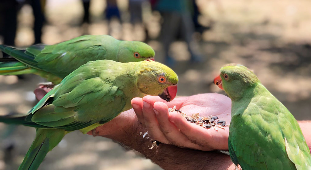 A photo of three bright green parakeets eating seeds out of someone's outstretched hands