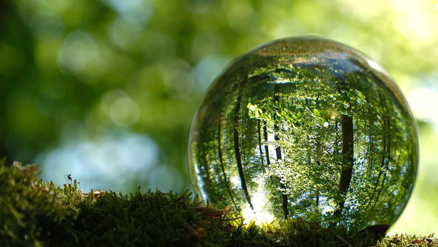 photo of a forest through a lens ball
