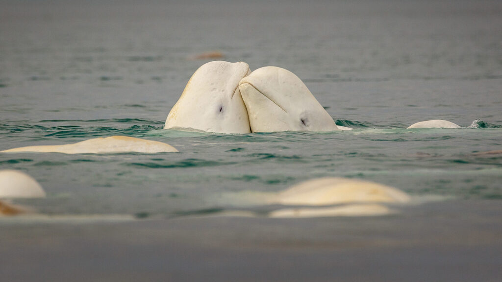 Beluga whales only live in the Arctic Ocean and its adjoining seas, such as the Bering Sea. (Photo by David Merron Photography/Getty Images)
