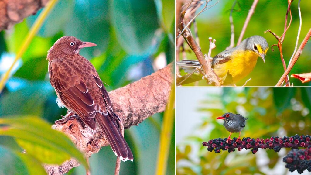 three colorful birds perched on tree branches