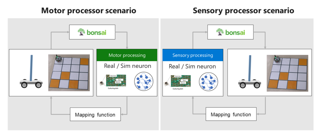 Examples of configurations for neuron-connected robots. 