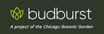 Budburst logo