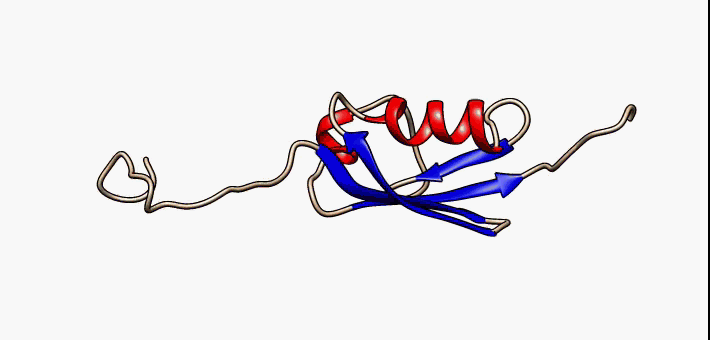 SUMO-1 morphing based on NMR structure 1a5r. Ten alternative NMR models were morphed. Secondary structure elements: α-helices (red), β-strands (blue arrows).