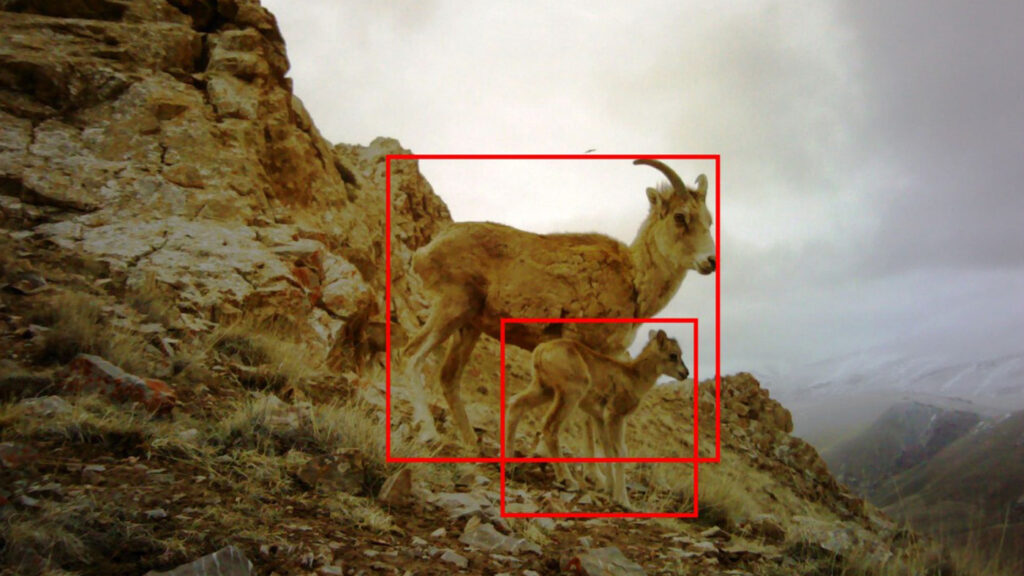 AI for Good - biodiversity - photo of mountain goats on a rocky hillside