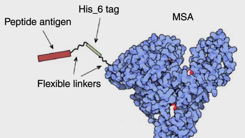 illustration of MSA, Peptide antigen, His_6 tag, and Flexible linkers