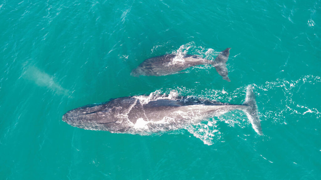 AI for Good - aerial view of a mother whale with a calf swimming side by side at the surface