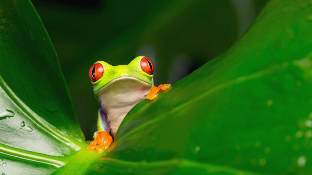 AI for Good - a green frog peering out from behind a dark green leaf