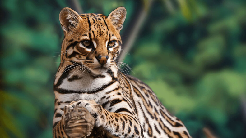 Image of a bobcat