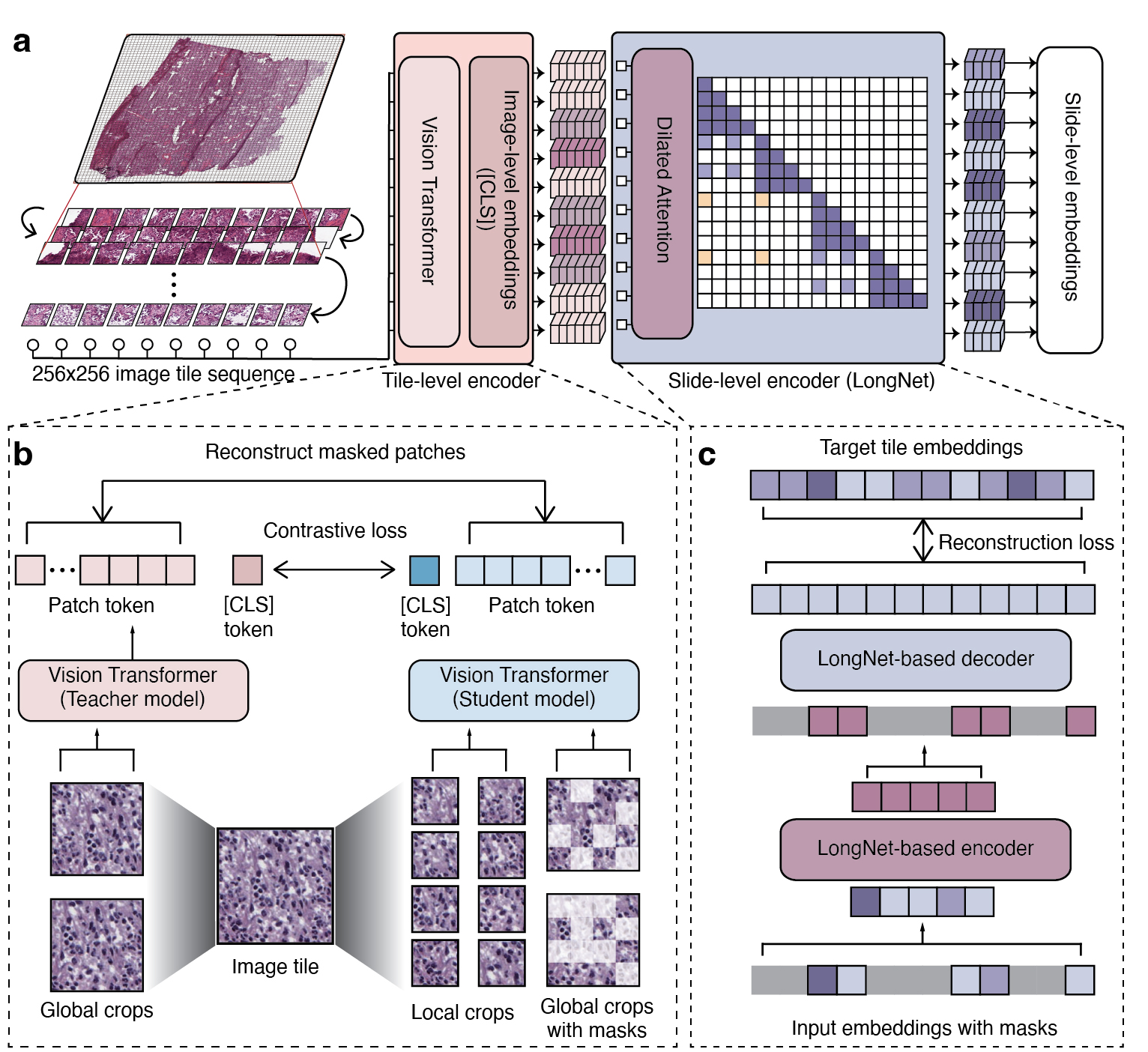 Figure 1: Overview of GigaPath. a, Flow chart showing the model architecture of Prov-GigaPath. Prov-GigaPath first serializes each input WSI into a sequence of 256 × 256 image tiles in row-major order and uses an image tile-level encoder to convert each image tile into a visual embedding. Then Prov-GigaPath applies a slide-level encoder based on the LongNet architecture to generate contextualized embeddings, which can serve as the basis for various downstream applications. b, Image tile-level pretraining using DINOv2. c, Slide-level pretraining with LongNet using masked autoencoder.