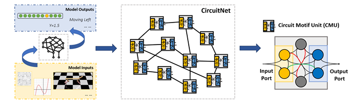 Diagram illustrating CircuitNet's architecture. On the left, diagrams labeled “Model Inputs” and “Model Outputs” show that CircuitNet can handle various input forms and produce corresponding outputs. The middle section, labeled “CircuitNet”, depicts several interconnected blocks called Circuit Motif Units (CMUs for short), which maintain locally dense communications through direct connections and globally sparse communications through their input and output ports. On the right, a detailed view of a single CMU reveals densely interconnected neurons, demonstrating how each CMU models a universal circuit motif.