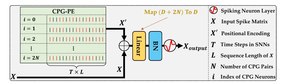 Diagram illustrating the application of CPG-PE in a SNN. It shows three main components: an input spike matrix labeled “X”, a transformation process involving positional encoding and linear transformation to produce “X’”, and the output from a spiking neuron layer labeled “X_output”. The input matrix “X” has multiple rows corresponding to different channels or neurons, each containing spikes over time steps. The transformation process maps the dimensionality from (D + 2N) to D. The spiking neuron layer takes the transformed input “X’” and produces the output spike matrix “X_output”.