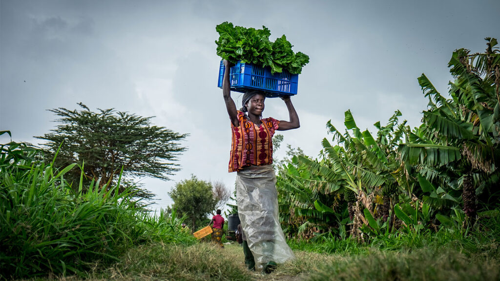 AI for Good - a rural African woman carrying a large basket of leaves on her head as she walks between trees on a farm