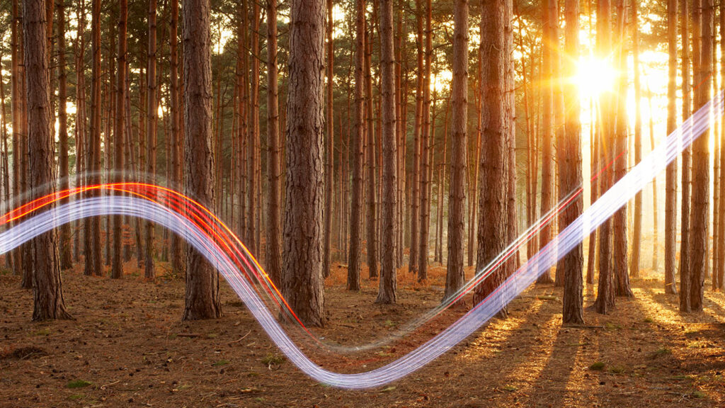 AI4Good - Expand Opportunity | photo of a sunburst shining through a forest with an overlaid color swoosh