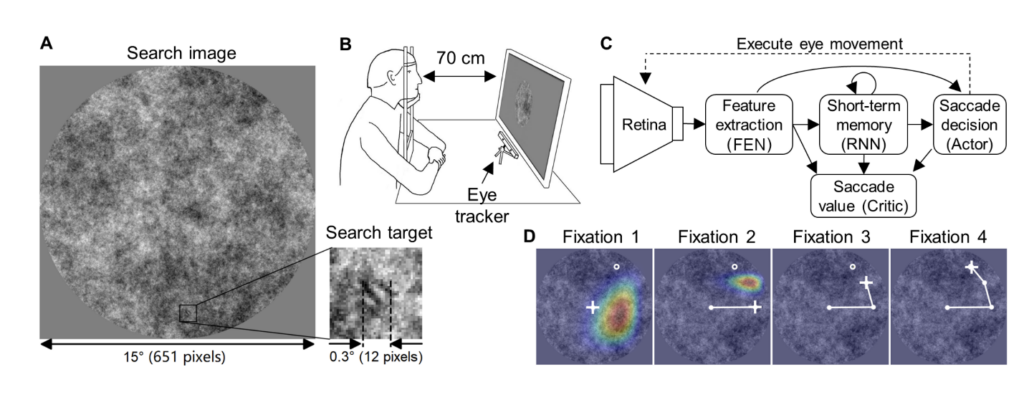 A human-eye-like spiking neural network performing a visual search task