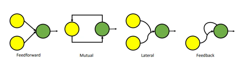 Diagram illustrating four common neural connectivity patterns in the biological neural networks: Feedforward, Mutual, Lateral, and Feedback. Each pattern consists of circles representing neurons and arrows representing synapses. 