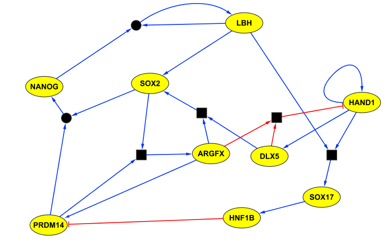 Extracted regulatory network for human preimplantation development. Blue edges indicate activation; red edges indicate repression. Square boxes represent AND operations. Circles connecting edges indicate multiple compatible update rules.