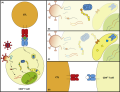 HIV-1 adaptation to HLA: a window into virus–host immune interactions (Trends in Microbiology April 2015)