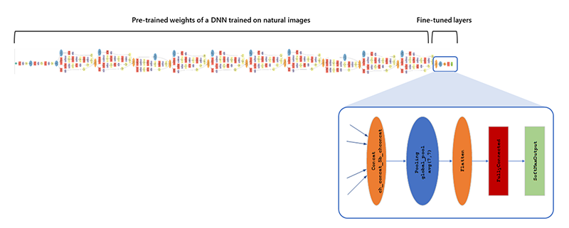 Diagram showing a DNN with pre-trained weights on natural images, and the last portion fine-tuned with new data
