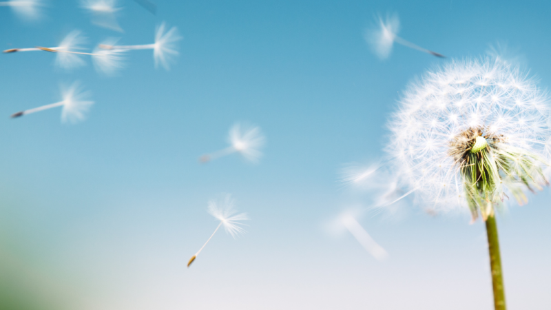 Dandelion