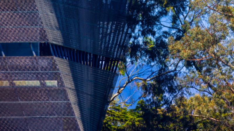 Trees alongside a building